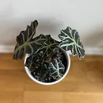 Maslow - Self Check In Vilnius