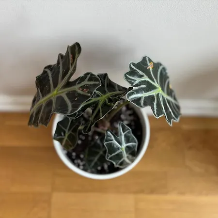 Maslow - Self Check In Vilnius