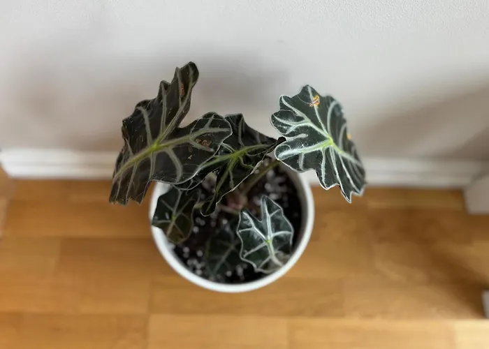 Maslow - Self Check In ヴィリニュス